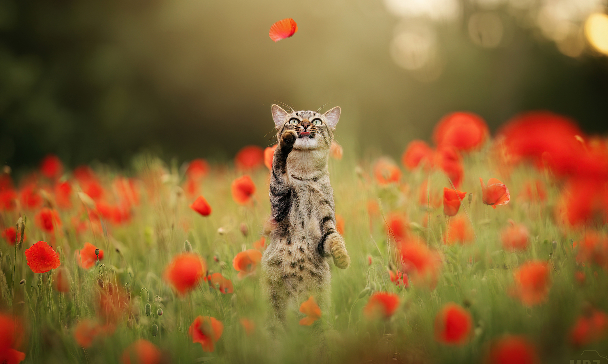 Séance dans les coquelicots