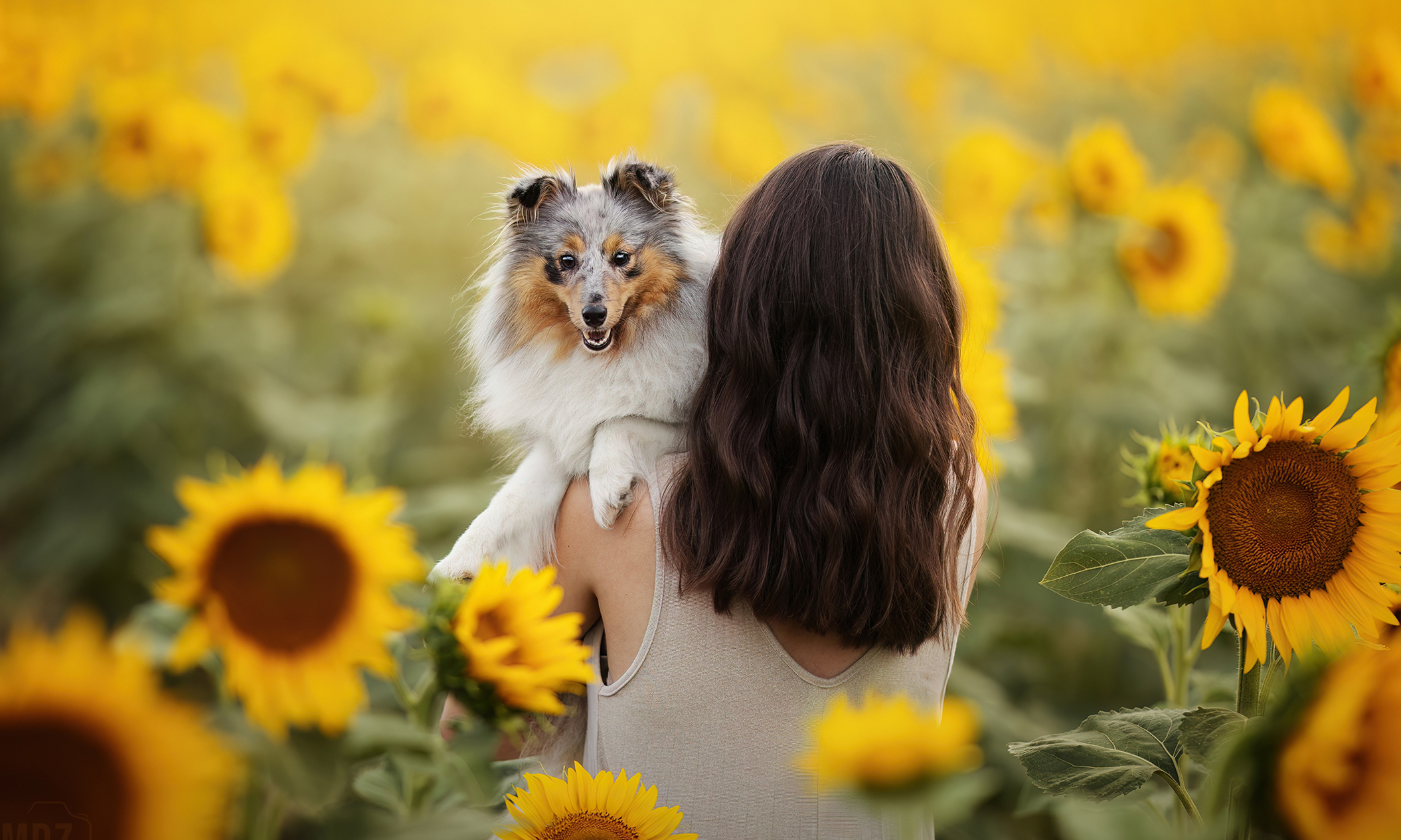 Séance dans les tournesols